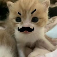 suara asli - ghanzyourlose