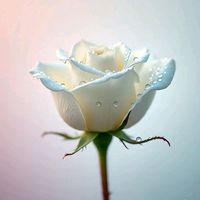 white.rose.915