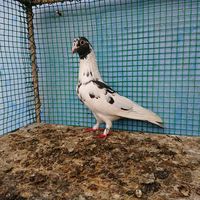 pigeonsofficial