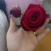 sercan_525252
