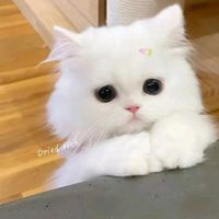 suara asli - muna