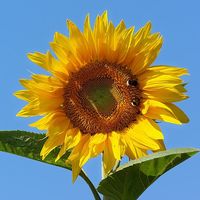 からかい上手の高木さん12話