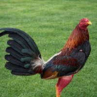 gallos509