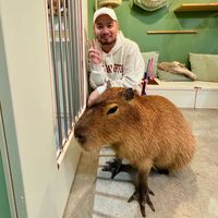 original sound - _xoxodane