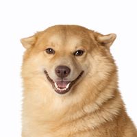 âm thanh gốc - Pé Lạc béoo ✨