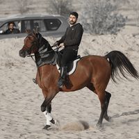 bo_barrak31