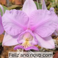 cultivodeorquideas01