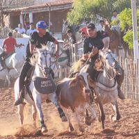 netodoleite01