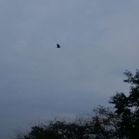 fallenhope35