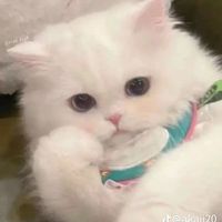 nhạc nền - ⋆. ̊🦋༘⋆