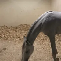 لا تستخدمون صوتي