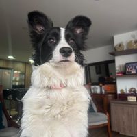 ellielasupercollie