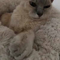 Trish cant be cancelled