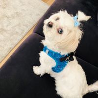 bella_bichonhavanese