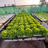 original sound - CK Neverdie