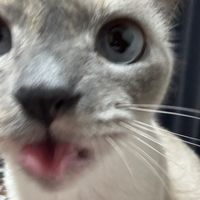 babylooneyleela