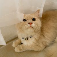 suara asli - kukieecat