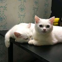 nhạc nền - Heo và Sói