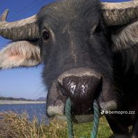 nhạc nền - Lê Minh