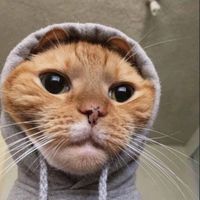 suara asli - comel kids
