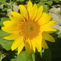 เสียงต้นฉบับ - นาคิทร์ ร้านค้า