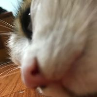 chucmungnammoi43
