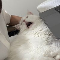 mainecoonclub