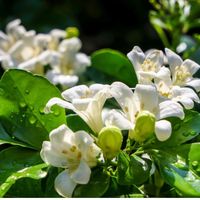 dairy_0715