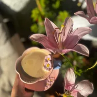 original sound - hanadyabunijmeh