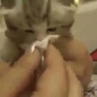 iamacutekitty