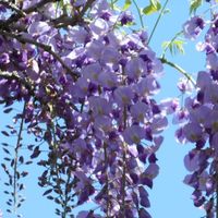 オリジナル楽曲 - 🍒ヨシカ