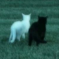 オリジナル楽曲 - てぃち