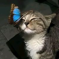 suara asli - Roiz