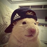 original sound - GEAR PRESET