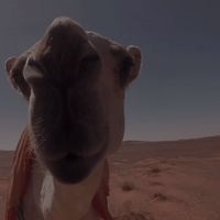 الصوت الأصلي