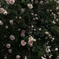 オリジナル楽曲 - ゆ🎀