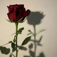 ayla.nur._