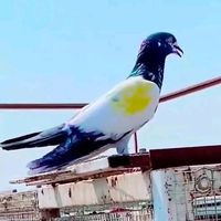 zubair.sipra155