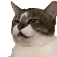 original sound - catwantspellett