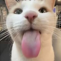 เสียงต้นฉบับ - Kanyarat