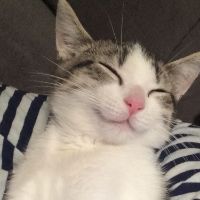 original sound - Elyosha Media