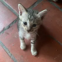 original sound - thimeo_o2