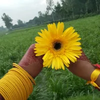 original sound - md..pintu.shekh