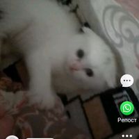 оригинальный звук