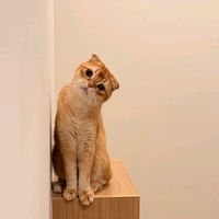 suara asli - TeardropsMe