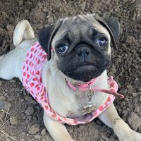 soytututhepug