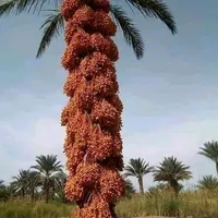 original sound - hilalaboukhaled