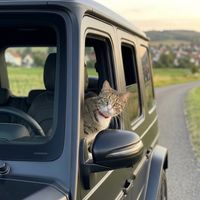 cat.boncuk