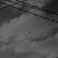 nhạc nền - Cừu_Ngộ_Đạo z z 𐰁