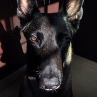 malikthebelgamalinois